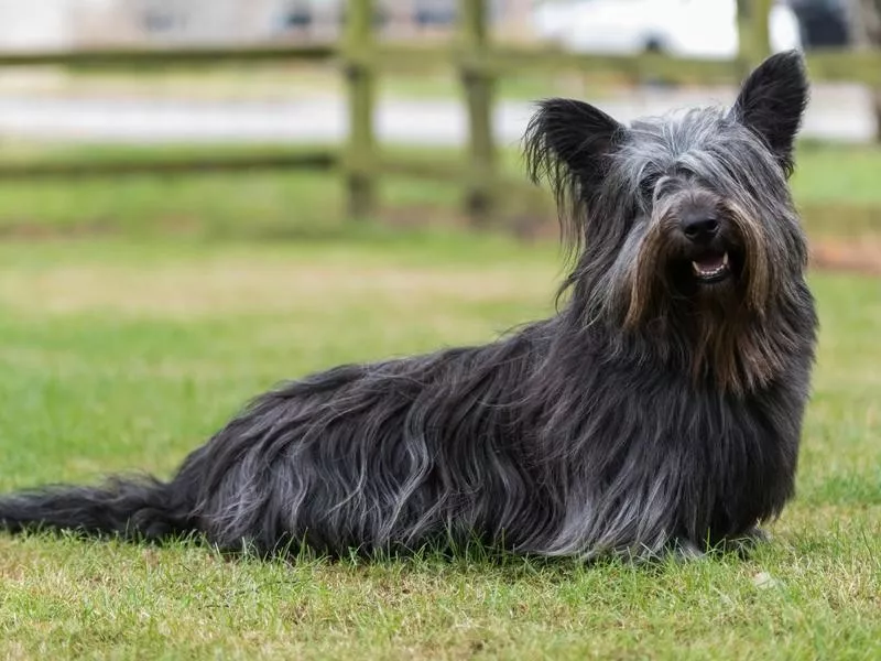 Skye terrier