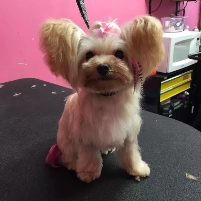 Groomed Yorkie Poo