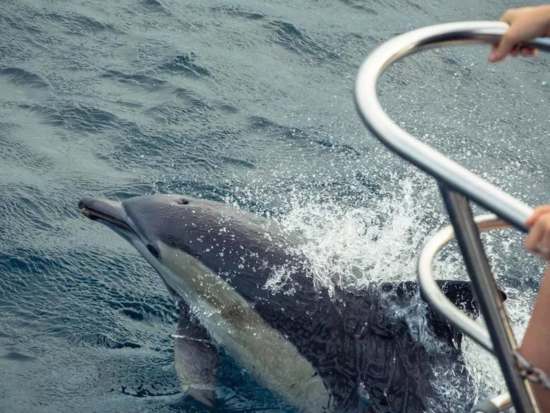 Dolphin in Nelson Bay