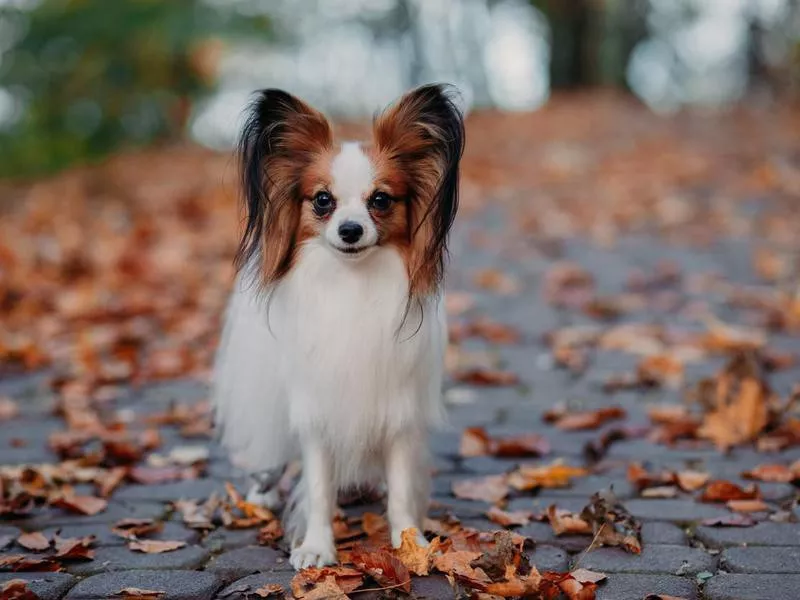 Papillon Dog in park