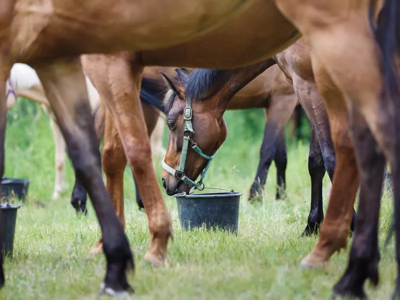 Horses eating