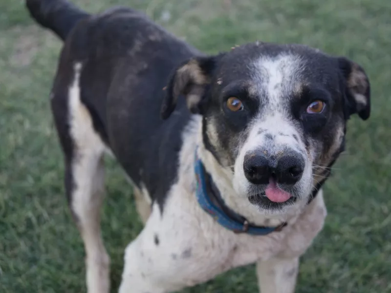 Catalburun, rare dog breed