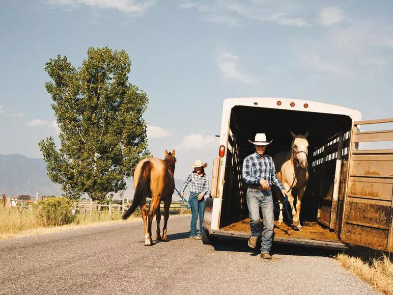 Cowboy unloading horse from trailer