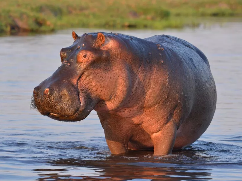 Hippopotamus