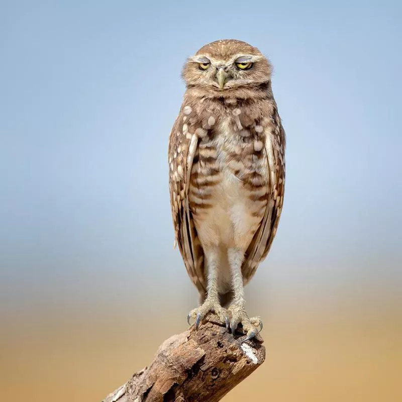 Burrowing owl