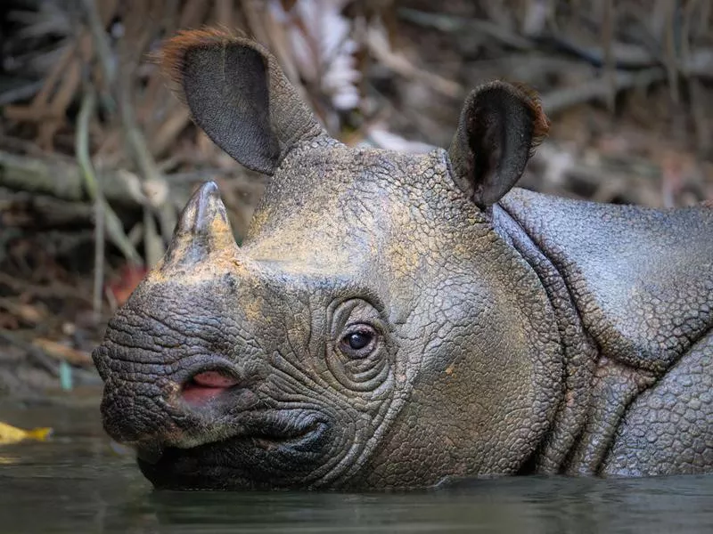 Javan Rhinoceros