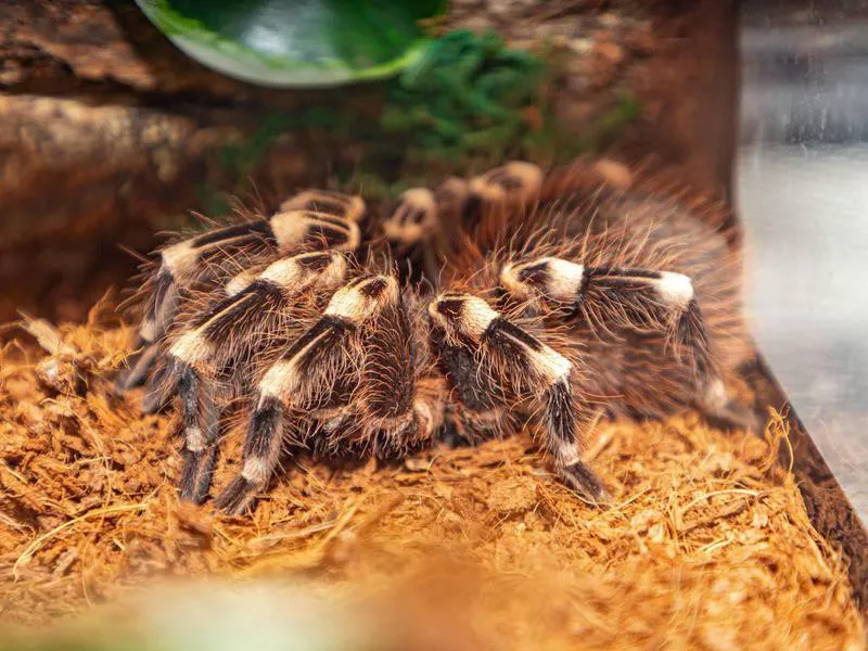 Tarantulas