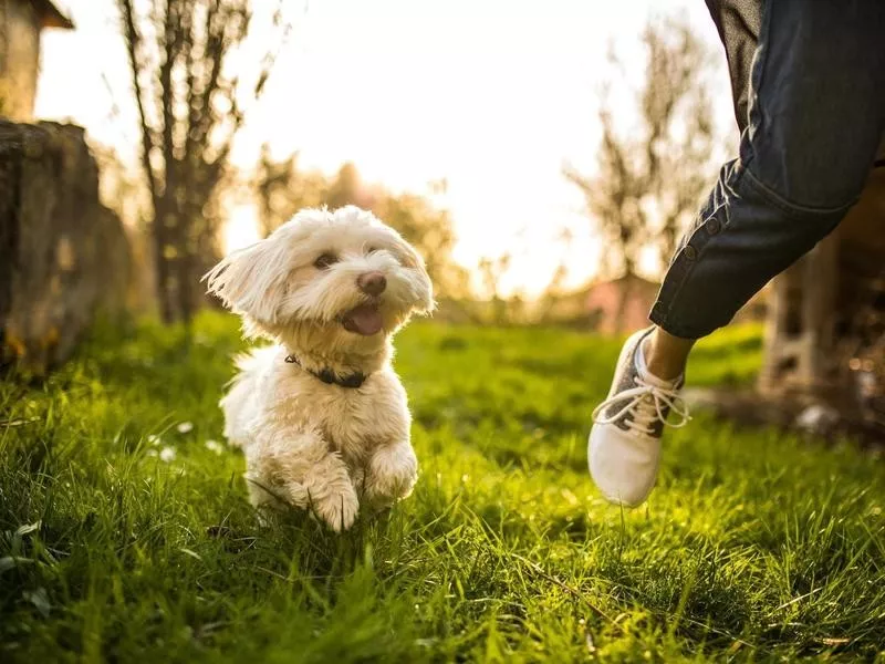 Maltese