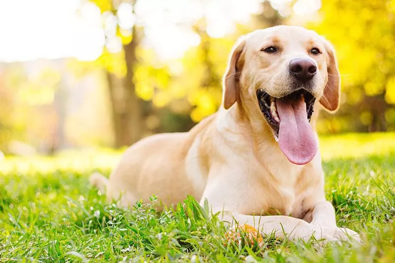 Labrador Retriever dog resting