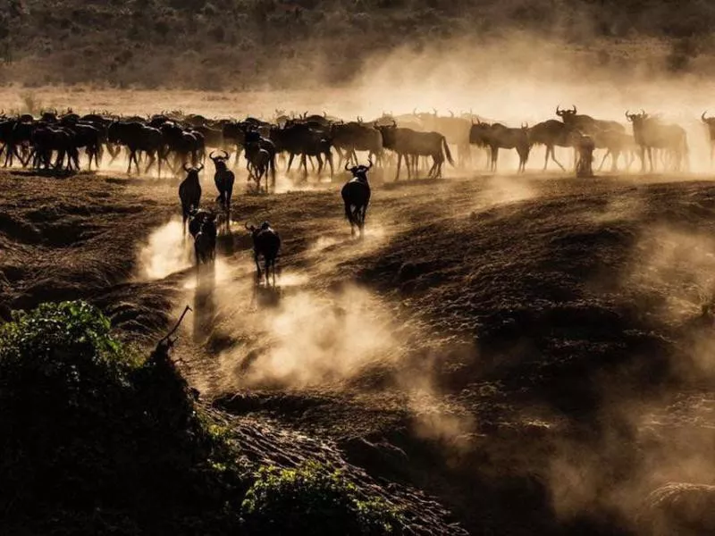 Wildebeest Backs to the River