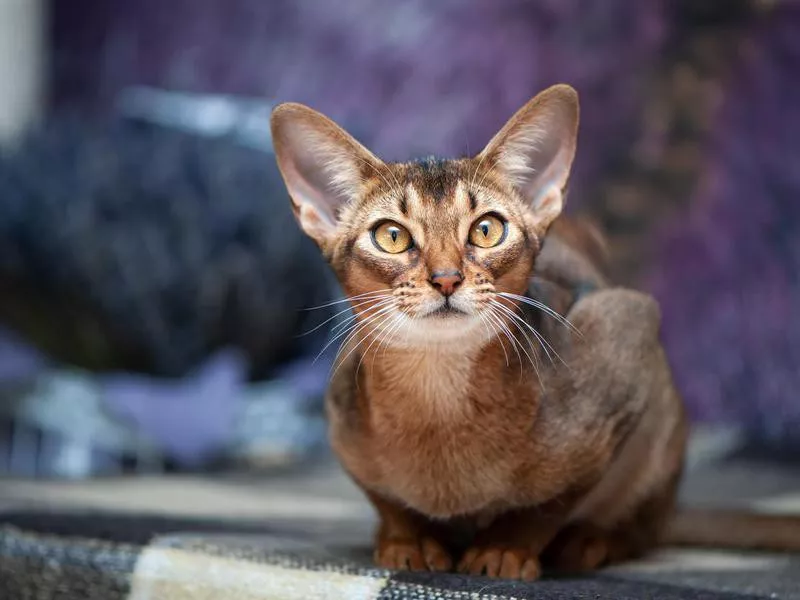 Very beautiful Abyssinian cat