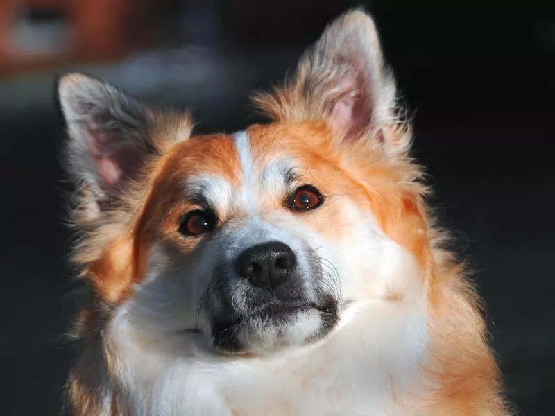 Icelandic sheepdog