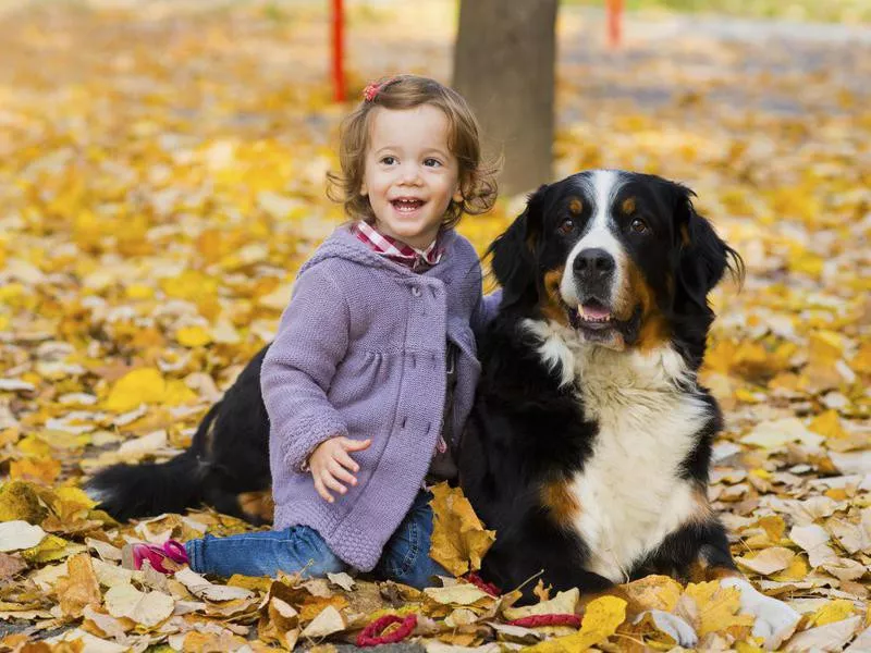 bernese