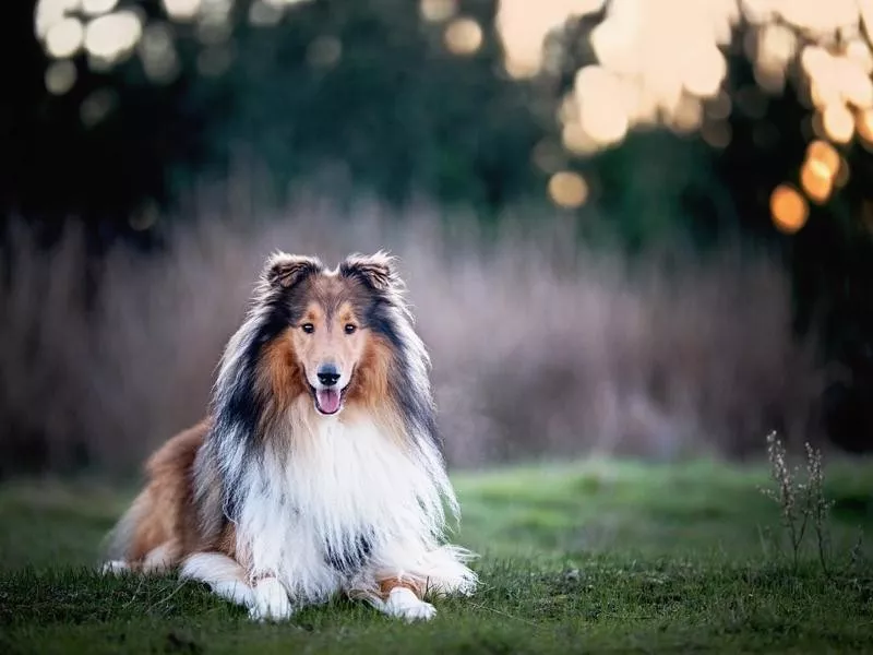 Collie