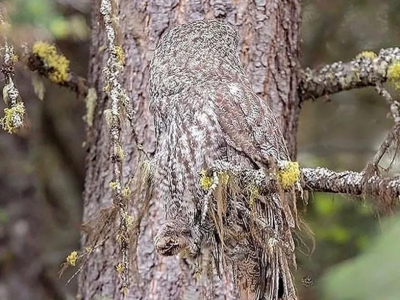 Owl hidden in tree