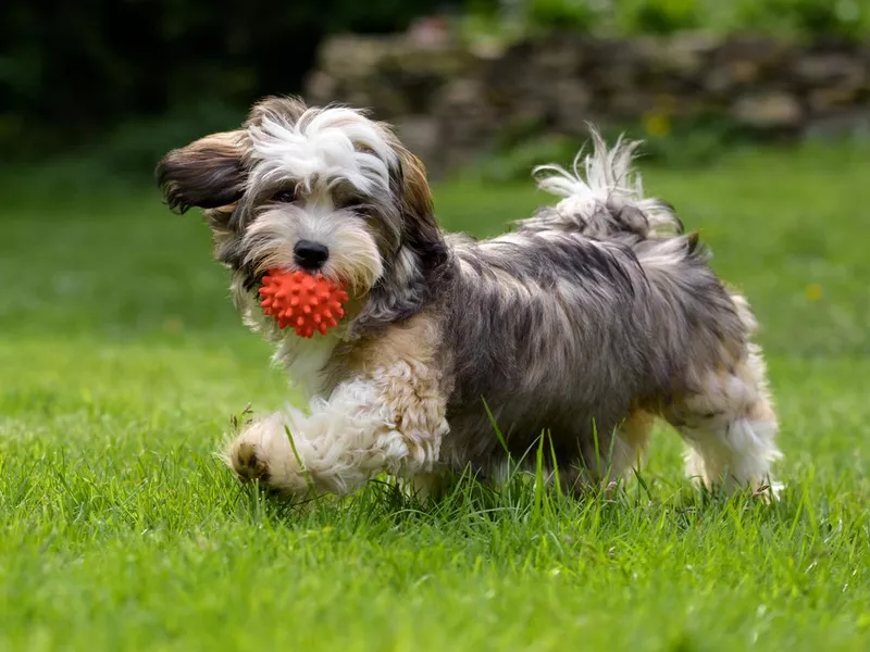 Playful havanese puppy dog walking with a red ball