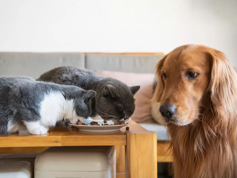 The Golden Hound watched two cats eating.