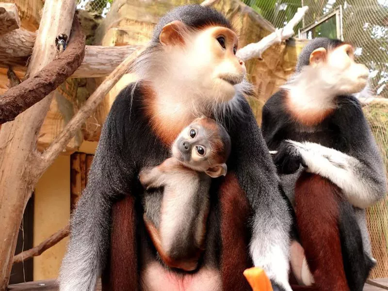 ZooParc de Beauval