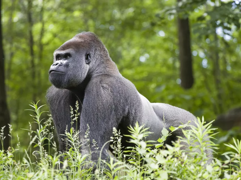 Gorilla