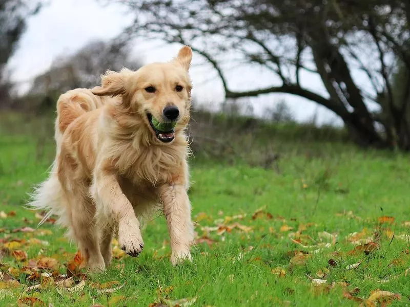 Golden Retriever