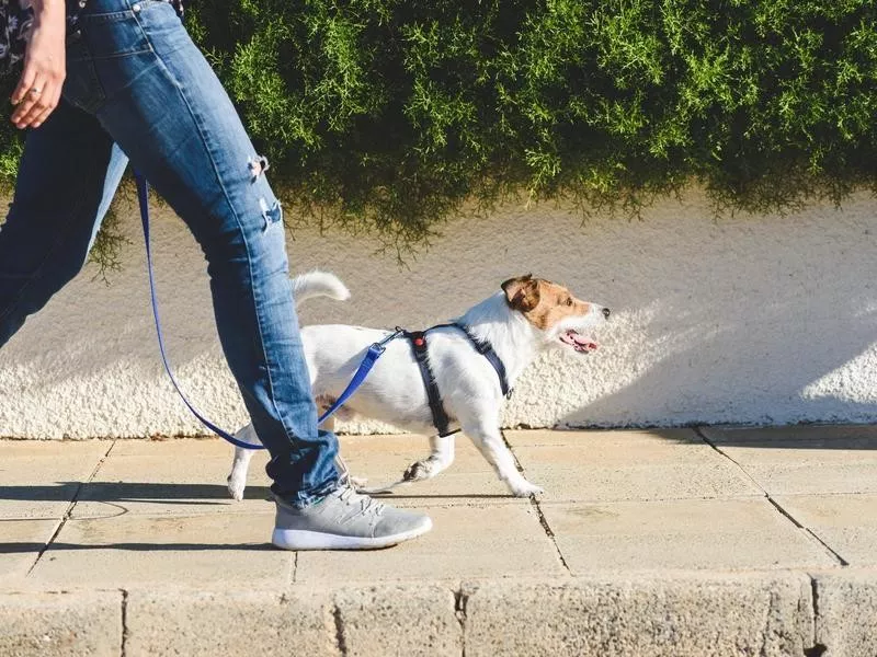 Jack Russell Terrier