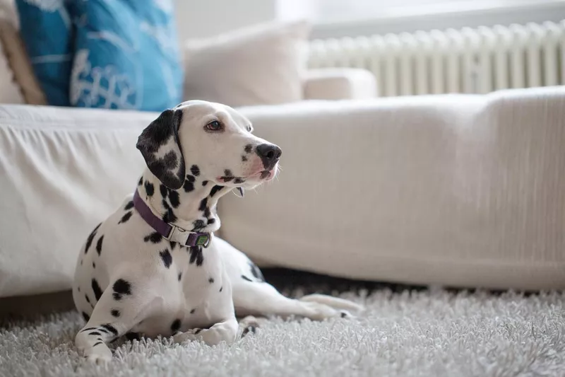 Portrait of a Dalmatian at home