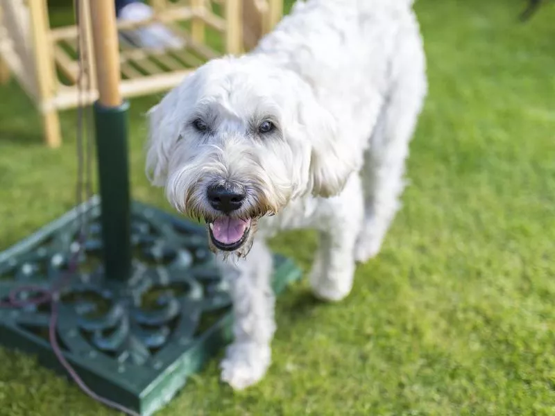 wheaten