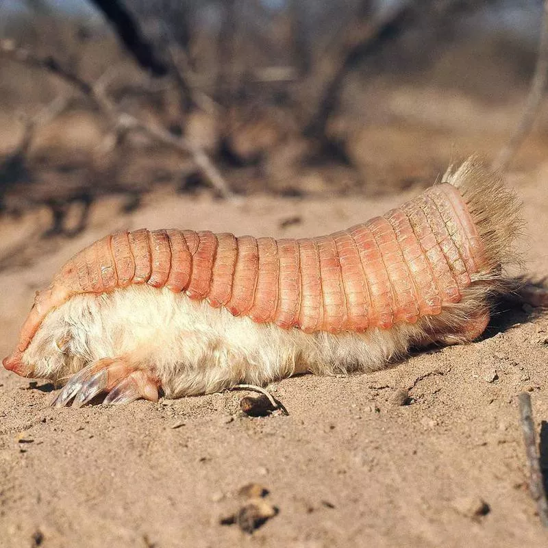 Pink Fairy Armadillo