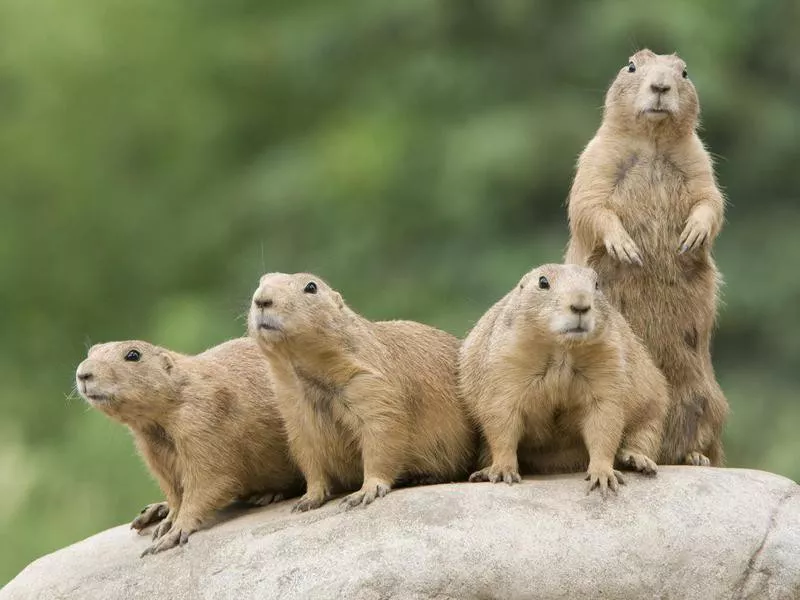 Prairie Dogs