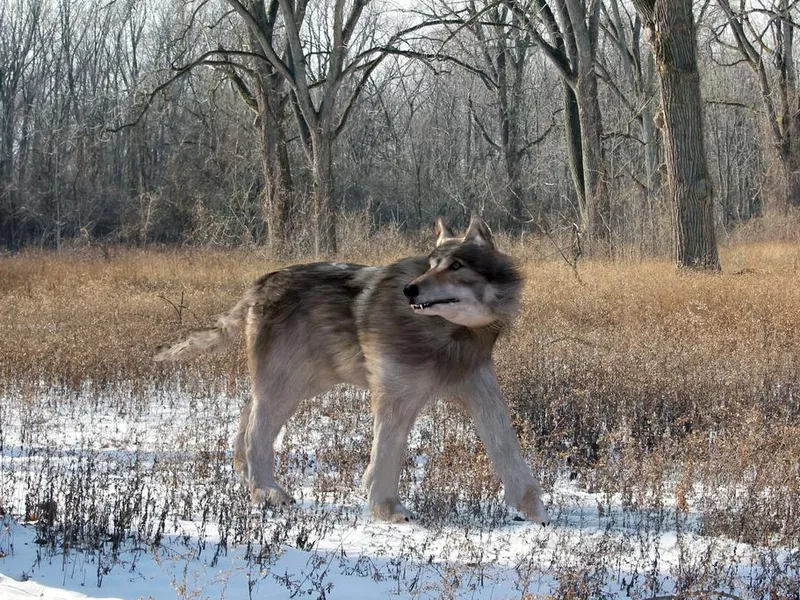 An illustration of the extinct large Dire Wolf hunting alone in the woods