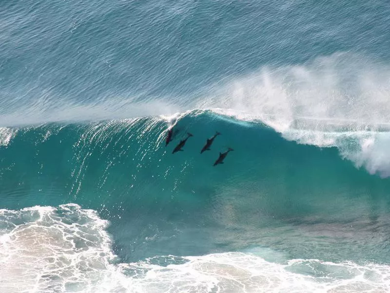 Dolphins in Byron Bay, Australia