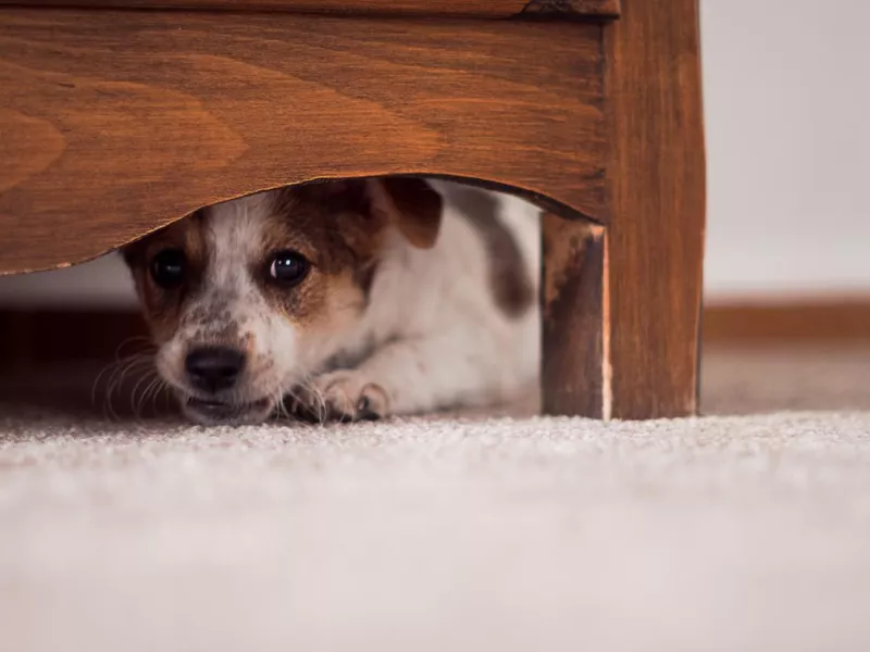 Little puppy is hiding under cupboard