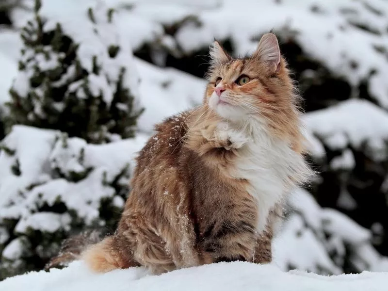 Norwegian Forest cat