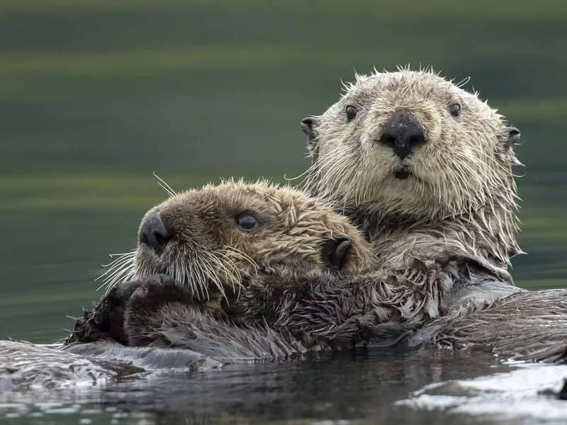 Sea otters