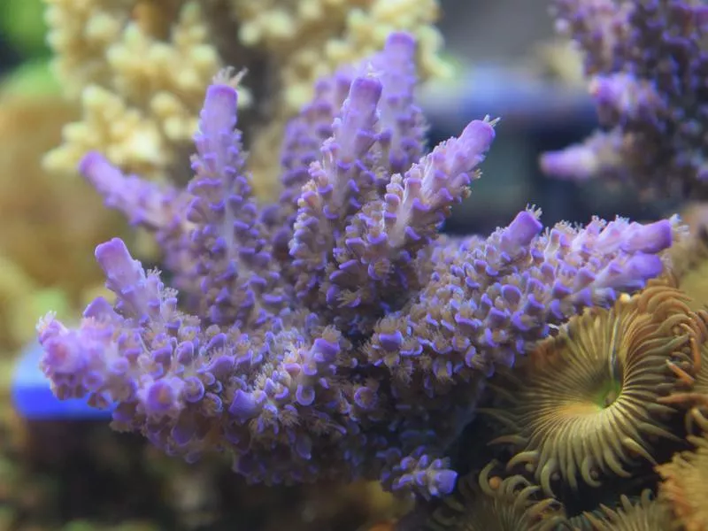 Waikiki Aquarium