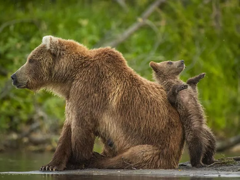 Kamchatka brown bear