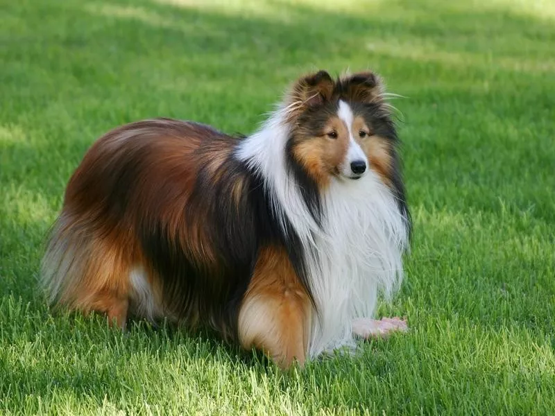 Shetland Sheepdog