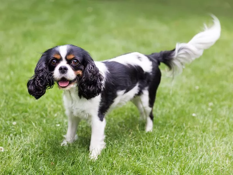 spaniel