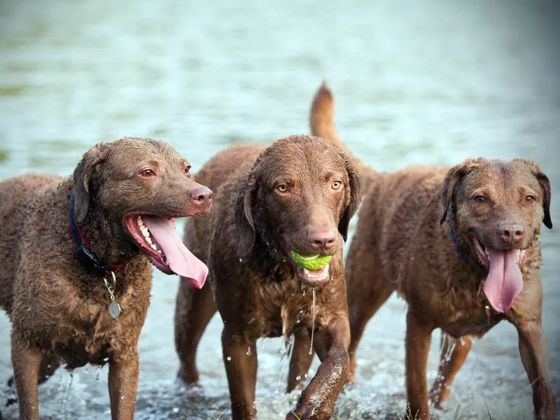 Chesapeake Bay Retriever