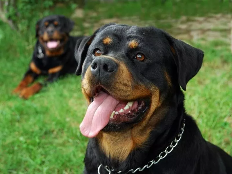 Rottweiler