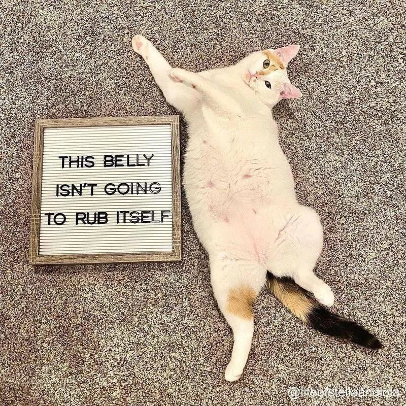 cat belly