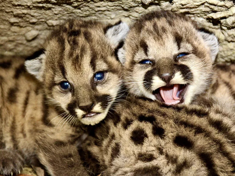 P19's litter, Santa Monica Mountains