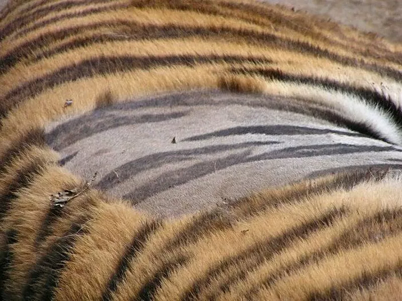 Tiger stripes