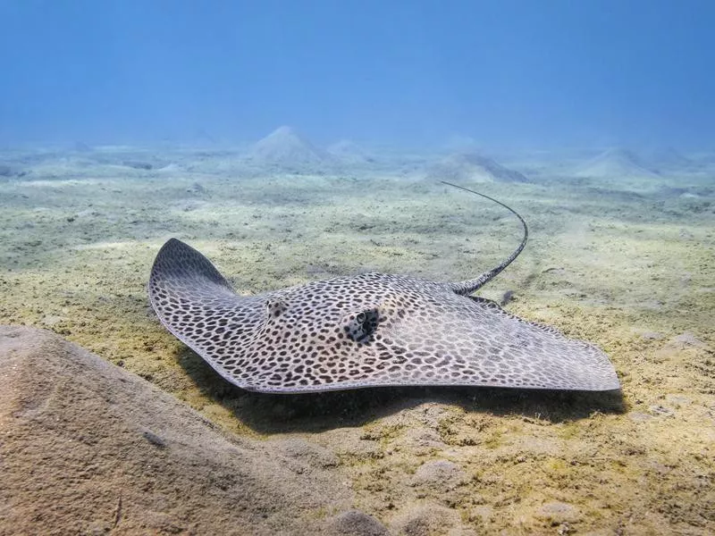 Honeycomb stingray