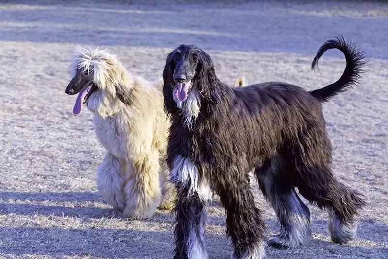 Afghan Hound