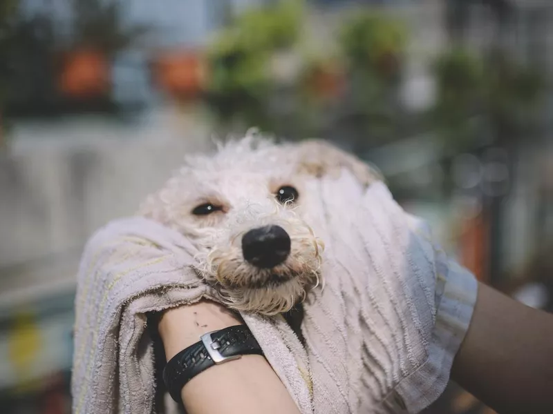 Puppy getting dried off