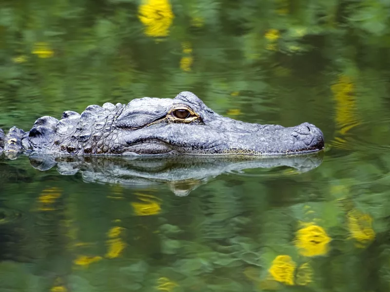 American Alligator