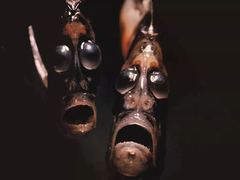 Marine Hatchetfish