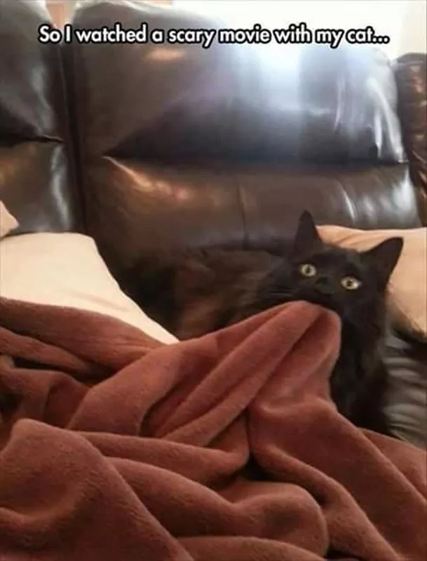 Cute black cat biting a blanket