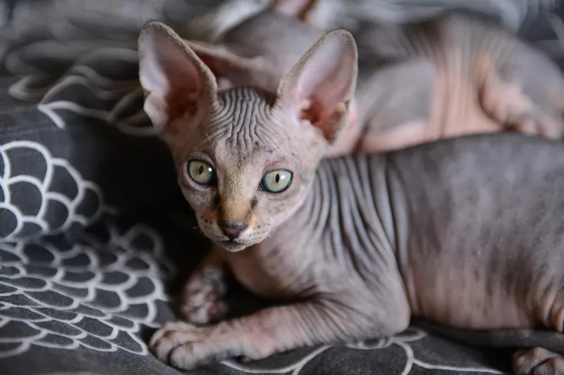 Sphinx cat lying with his brothers